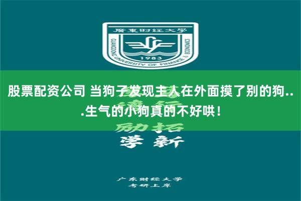 股票配资公司 当狗子发现主人在外面摸了别的狗...生气的小狗真的不好哄！