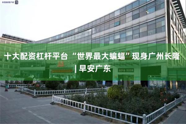 十大配资杠杆平台 “世界最大蝙蝠”现身广州长隆 | 早安广东
