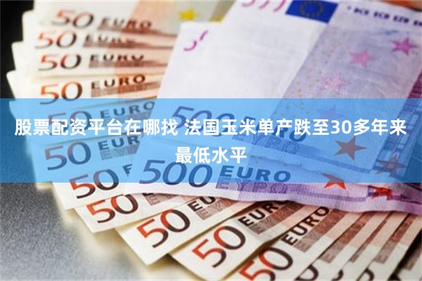 股票配资平台在哪找 法国玉米单产跌至30多年来最低水平